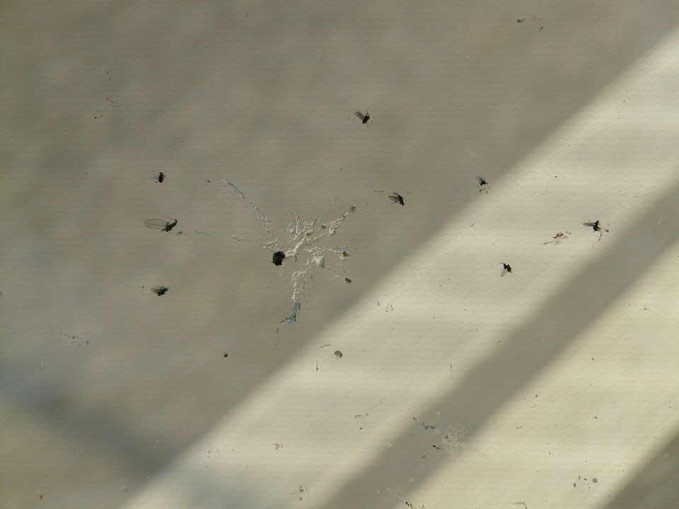 limpiar mosquitos coche